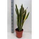 Sansevieria trifa. 'Laurentii'
