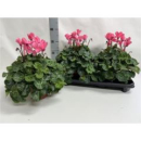 Cyclamen pers. XL rosa