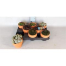 Sempervivum in Tontopf