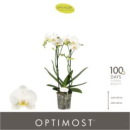 Phalaenopsis weiß 2 Triebe