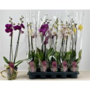 Phalaenopsis 2 Rispen Mix