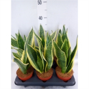 Sansevieria trifa. 'Futura Superba'
