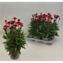 Echinacea orange