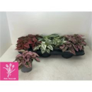 Hypoestes phyllo. gemischt