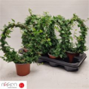 Hedera helix Bogen