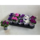 Saintpaulia 'Inova Rococo' Mix