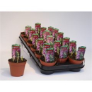 Fritillaria meleagris