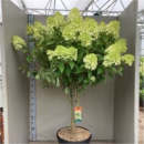 Hydrangea pan. Stamm "Vanilla Fraise"