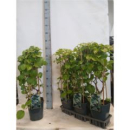 Hydrangea anomala subsp. petiolaris