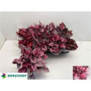 Begonia 'Beleaf' gemischt
