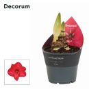 Hippeastrum 2 Knospen pink