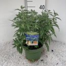 Caryopteris