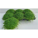 Soleirolia soleirolii