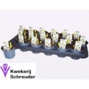 Ornithogalum balansae