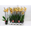 Phalaenopsis 2 Rispen 'Papagayo' gelb