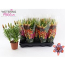 Lilium asia. -zweifarbig