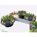 Muscari 'Manon' Schale