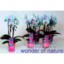 Phalaenopsis "Cascade" gefärbt