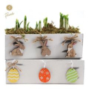 Narcissus in Holzkiste -Ostern