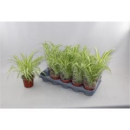 Chlorophytum com. 'Variegatum'