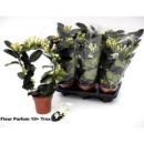 Stephanotis floribunda Bogen