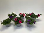 Petunia
