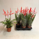 Vriesea 'Elan'