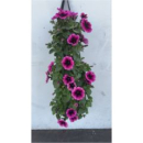 Petunia pink im Pflanzsack