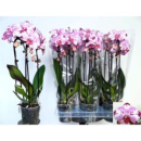 Phalaenopsis "Cascade" lila-weiß gefleckt