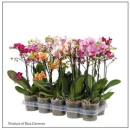 Phalaenopsis 2 Rispen Mix