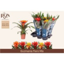 Guzmania Mix