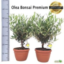 Olea europaea