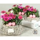 Pflanzenmix im Flechtkorb oval