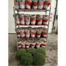 Chrysanthemum Busch