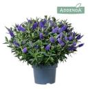 Hebe Busch blau
