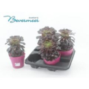 Aeonium arboreum 'Velours'