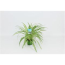Chlorophytum com. 'Vittatum'  Ampel
