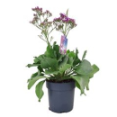Limonium 'Salt Lake'