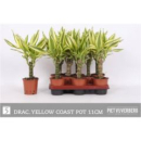Dracaena frag. "Yellow Coast"