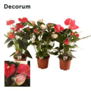 Anthurium andr. gemischt