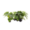 Homalomena rubescens 'Maggy'