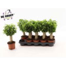 Ficus benja. 'Natasja' mit Jutestamm