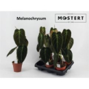 Philodendron melanochrysum