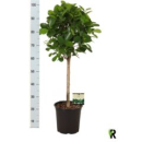 Ficus microcarpa 'Moclame'