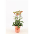 Kalanchoe 'Lucky Bells'