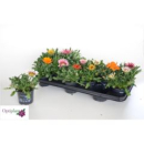 Gazania Mix