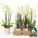 Phalaenopsis 4 Rispen weiß