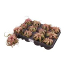 Tillandsia xerographica