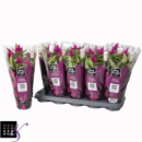 Celosia spic. 'Deep Purple'