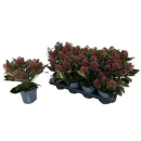 Skimmia jap. "Rubella"